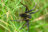 Fototapeta  - Duży czarny pająk bagnik przybrzeżny z żółtym paskiem na boku czający się w trawie