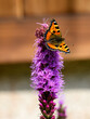 Pomarańczowy motyl rusałka pokrzywnik z czarnymi plamkami i czarną obwódką dookoła skrzydeł siedzący na fioletowymi kwiatku