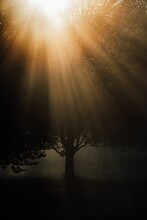 Vertical Silhouette Shot Of A Tree As The Sun's Rays Pass Through Its Leaves