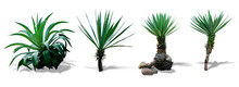 Isolated Cutout PNG Of Cactus Plant And Shadow On Transparent Background.