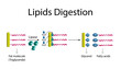 Fat Molecule, triglyceride, Lipids Digestion. Lipase enzyme catalyzes the hydrolysis of fats to Fatty Acids And Glycerol. Colorful scientific diagram. Vector Illustration.