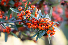 Firethorn, Pyracantha, Ripe Fruits In Autumn Close-up