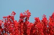 © Lina - red autumn leaves