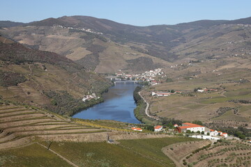 Poster - The Douro river and the terraced vineyards near Folgosa do Douro, Alto Douro. A UNESCO World Heritage Site, Portugal