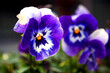 Blue Pansy Pansies Violas Summer Flowers