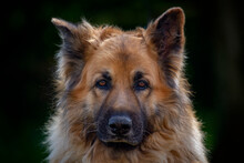 Head Shot Of German Shepherd Dog