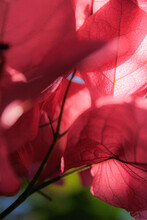 The Close-up Of Red Petals Under The Sunbeam