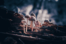 A Colony Of Mushrooms Grows From A Rotten Snag In The Forest. Magic Mushrooms Grow On A Stump. Defocused Background. Bokeh. Forest Background. Close-up.