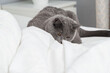 Grey cat chartreuse plays with a man's hand peeking out from under the blanket. Games with pets in bed. A domestic gray cat interferes with sleep. Unpleasant awakening.