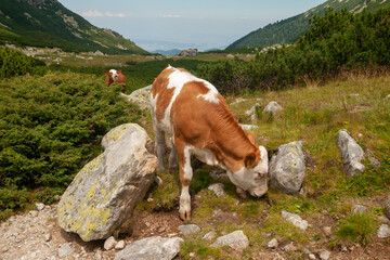 Wall Mural - cow on the mountain