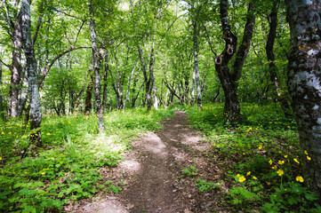 Path in the spring forest