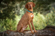 © Chris - Sprizsla - light fawn colour Vizsla sitting upright under a tree in the forest looking at the camera
