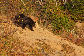 Canvas Print - An american black bear (Ursus americanus), also called a baribal, in the forest of Quebec, Canada