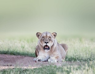 Sticker - Closeup of a majestic lioness laying on the ground in Kruger National Park in South Africa