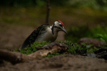 Sticker - Closeup of a great spotted woodpecker standing on the ground