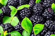 Closeup Of Blackberry With Leaves