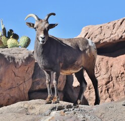 a male desert bighorn sheep (ovis canadensis) in tucson, arizona's sonoran desert