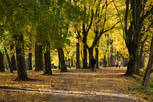 City Park With Trees With Yellowed Foliage In Autumn