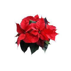red poinsettia traditional christmas flower isolated cut out object, bright seasonal decoration for 