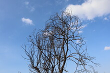 Branches Of A Burnt Tree Intermingle With Each Other Against A Background Of Clouds In A Blue Sky To Top