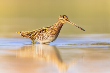 Canvas Print - Common snipe wader bird in habitat background