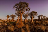 Fototapeta Sawanna - Sunrise in desert landscape of Quiver Tree Forest (Aloe dichotoma), Namibia, South Africa