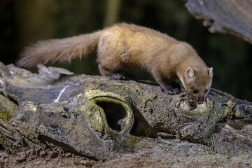 Wall Mural - Pine marten on trunk in forest at night