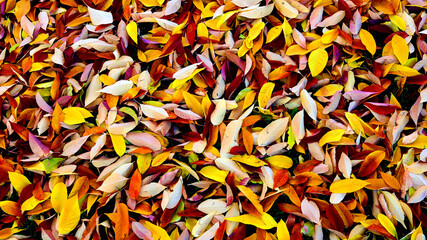Wall Mural - autumn leaves lying on the ground
