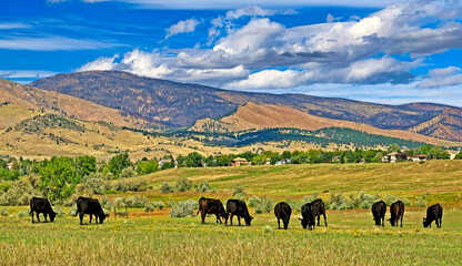 Wall Mural - Cattle grazing in a ranch near Boulder, Colorado