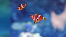 Close-up view of Orange clownfishes swimming in the blue water