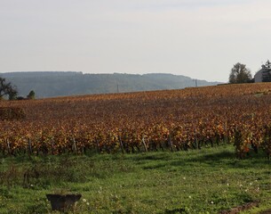 Sticker - Vineyards in Mercurey, France 