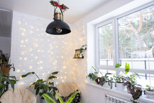 Christmas Interior Of A Loft-style House With A Black Decorated Retro Lampshade And Indoor Plants Of Strelitzia Nicolai. New Year, Comfort At Home