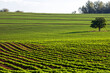 © AlfRibeiro - View of a peanut field and one isolated tree on a farm in Brazil