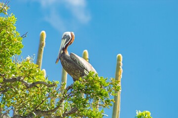 Wall Mural - Beautiful shot of a brown pelican perched on green tree under blue sky in nature