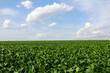 Soybean field irrigated by a pivot irrigation system