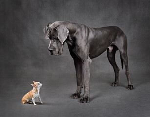 small and large dogs standing face to face