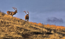 Bull Elk Pair On Slope Along Prairie Drive At Bison Range, Formerly National Bison Range, On Flathead Indian Reservation