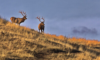 bull elk pair on slope along prairie drive at bison range, formerly national bison range, on flathea