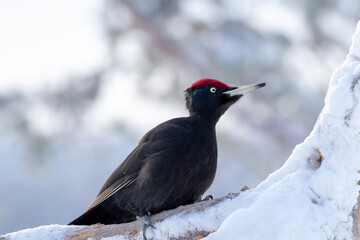 Black woodpecker, Dryocopus martius perched on a snowy tree trunk