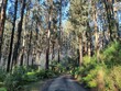 Scenic view of of a path amid high exotic trees and plants in the Yarra Ranges national park