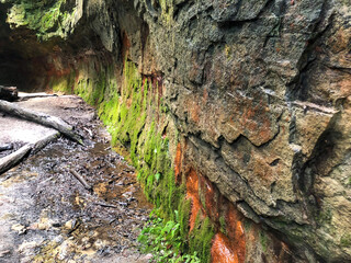 bark of tree