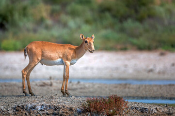 young saiga antelope or saiga tatarica walks in steppe