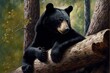 Black Bear Lying On Tree