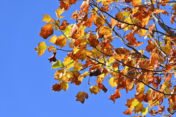 Canvas Print - American tulip tree.   Magnoliaceae deciduous tree. It grows quickly and has a good shape, so it is used as a street tree or a park tree.