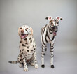 © RooM The Agency - Portrait of a labrador retriever dog painted to look like a cheetah and a greyhound dog painted to look like a zebra