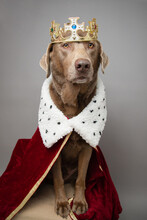 Silver Labrador Retriever Dog Dressed In A Robe And Crown As A King