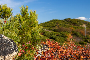 Wall Mural - Siberian dwarf pine in the mountains. Autumn landscape. Nature of the Magadan region and Siberia. Far East of Russia. Shallow depth of field. Blurred foreground and background.