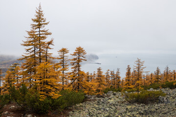 Wall Mural - Autumn landscape. Larch forest on the coast of the sea bay. Low clouds. Overcast weather. Traveling and hiking in northern nature. Coast of the Sea of Okhotsk, Magadan region, Siberia, Far East Russia