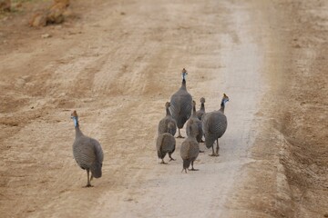 Poster - Flock of Helmeted guineafowls (Numida meleagris) walking on a dirt road