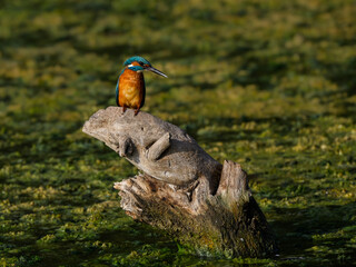 Wall Mural - Common Kingfisher sitting on snag in a middle of green pond